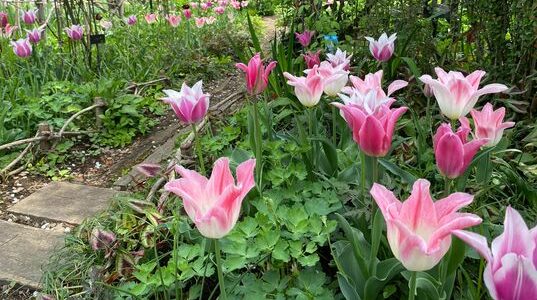 rose-garden-tulip